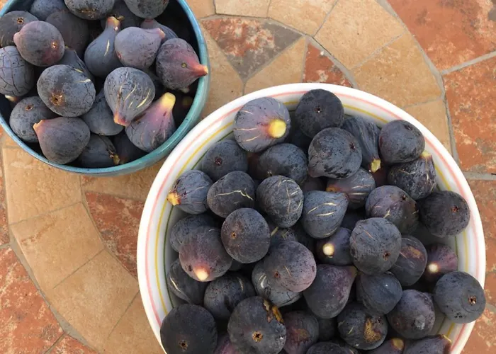 El Refugio 펜션 Reynès